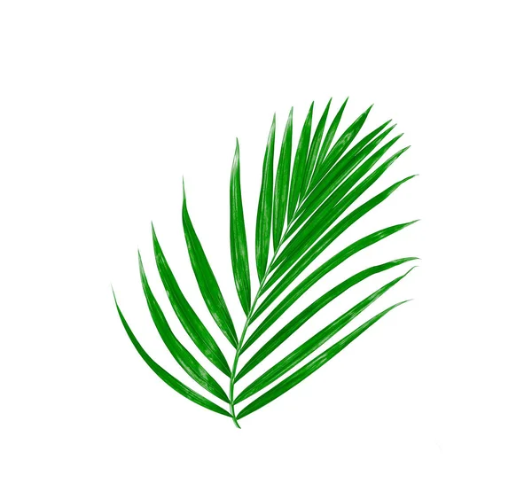 Palme Cocco Estate — Foto Stock