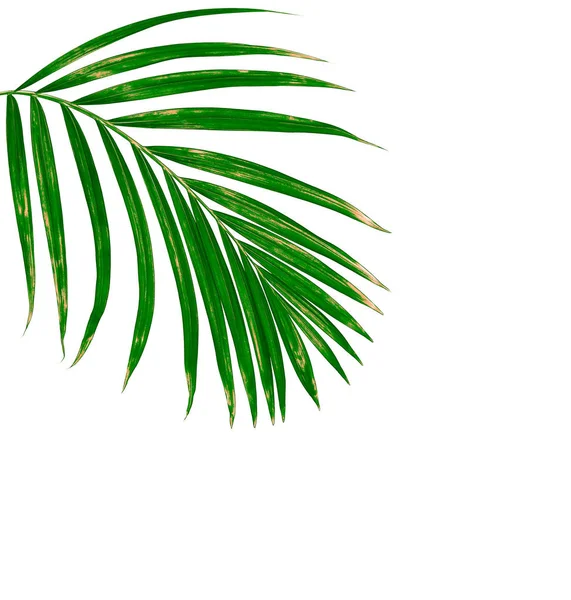 Beyaz arkaplanda yeşil palmiye yaprakları