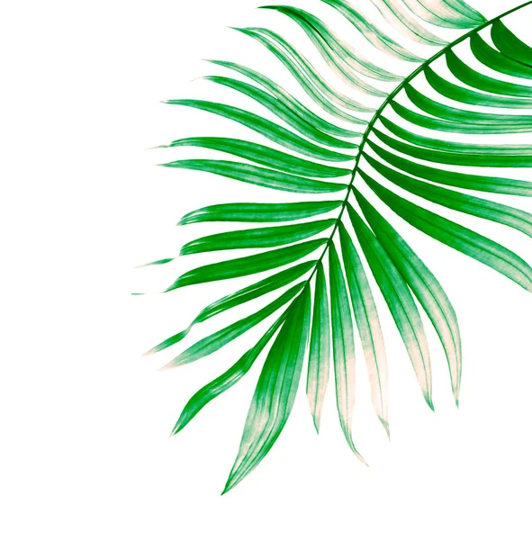 Yaz için Hindistan cevizi palmiye ağaçları