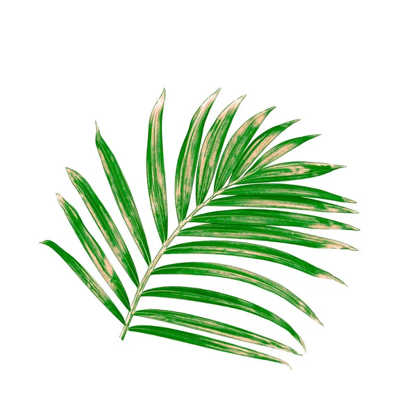 Beyaz arkaplanda yeşil palmiye yaprakları