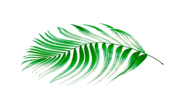 Zöld Levelek Pálmafa Fehér Háttér — Stock Fotó