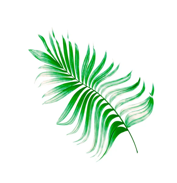 Yaz için Hindistan cevizi palmiye ağaçları