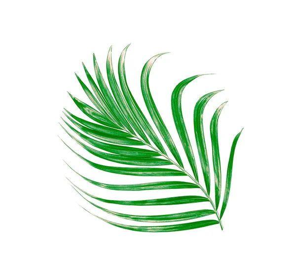 Beyaz arkaplanda izole edilmiş yeşil palmiye yaprağı