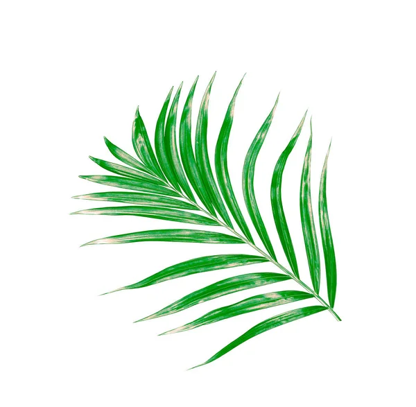 Beyaz arkaplanda izole edilmiş yeşil palmiye yaprağı