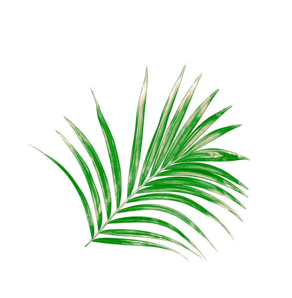 Beyaz arkaplanda izole edilmiş yeşil palmiye yaprağı