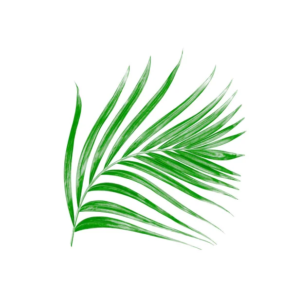 Beyaz arkaplanda izole edilmiş yeşil palmiye yaprağı