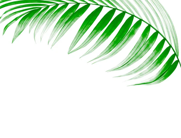 Beyaz arkaplanda yeşil palmiye yaprağı
