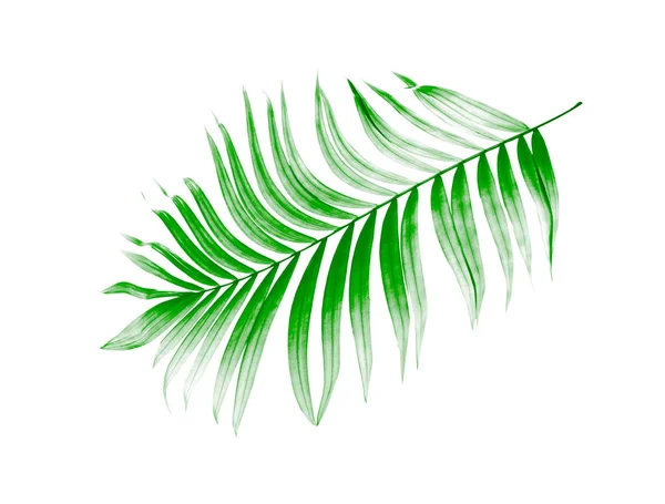Beyaz arkaplanda yeşil palmiye yaprağı