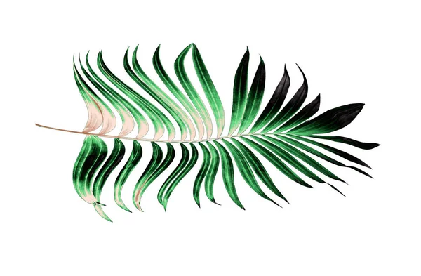 Beyaz arkaplanda yeşil palmiye yaprakları