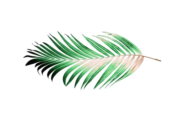 Palme Cocco Estate — Foto Stock