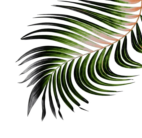 Yaz için Hindistan cevizi palmiye ağaçları