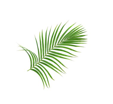 Beyaz arkaplanda izole edilmiş yeşil palmiye yaprakları