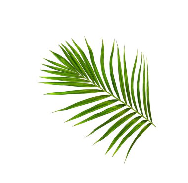 Beyaz arkaplanda izole edilmiş yeşil palmiye yaprakları