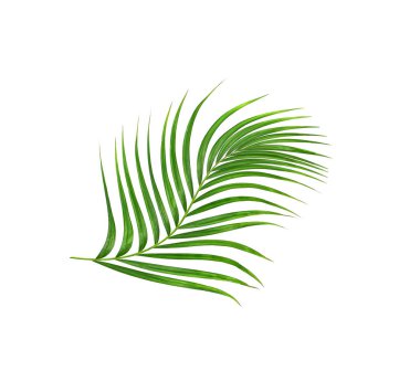 Yaz için Hindistan cevizi palmiye ağaçları