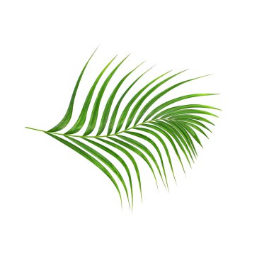 Beyaz arkaplanda izole edilmiş yeşil palmiye yaprakları
