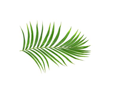 Yaz için Hindistan cevizi palmiye ağaçları