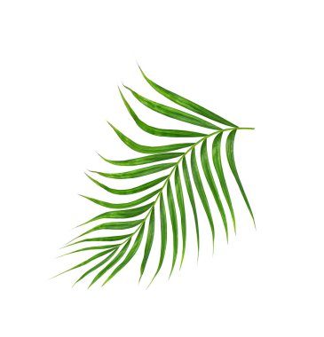 Beyaz arkaplanda izole edilmiş yeşil palmiye yaprakları