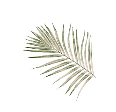 Yaz için Hindistan cevizi palmiye ağaçları