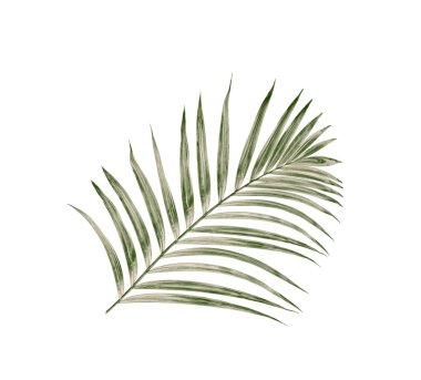 Green leaves of palm tree isolated on white background clipart