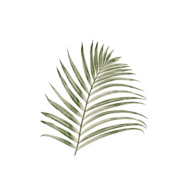 Beyaz arkaplanda izole edilmiş yeşil palmiye yaprakları