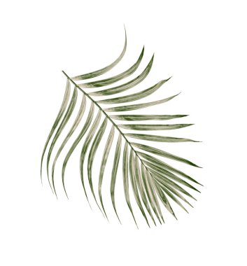 Beyaz arkaplanda izole edilmiş yeşil palmiye yaprakları