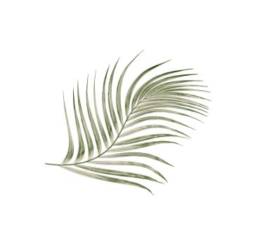 Beyaz arkaplanda izole edilmiş yeşil palmiye yaprakları