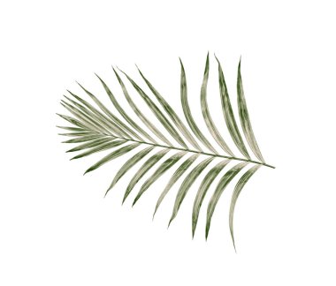 Yaz için Hindistan cevizi palmiye ağaçları