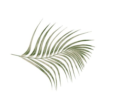 Beyaz arkaplanda izole edilmiş yeşil palmiye yaprakları