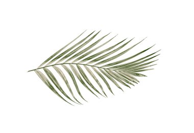 Beyaz arkaplanda izole edilmiş yeşil palmiye yaprakları