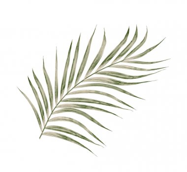 Beyaz arkaplanda izole edilmiş yeşil palmiye yaprakları