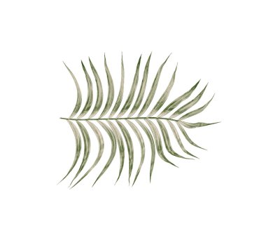 Beyaz arkaplanda izole edilmiş yeşil palmiye yaprakları