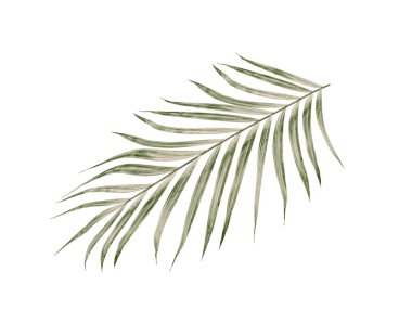 Beyaz arkaplanda izole edilmiş yeşil palmiye yaprakları