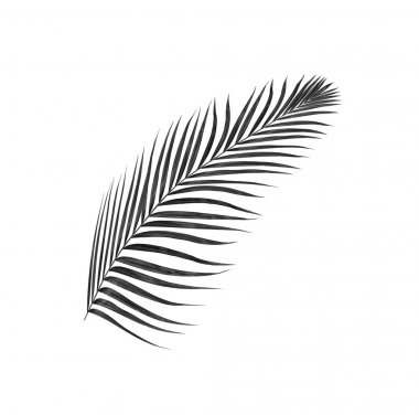 palmiye ağaç arka plan siyah yaprak