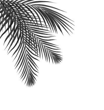 palmiye ağaç arka plan siyah yaprak