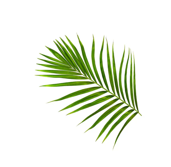 Beyaz arkaplanda izole edilmiş yeşil palmiye yaprakları