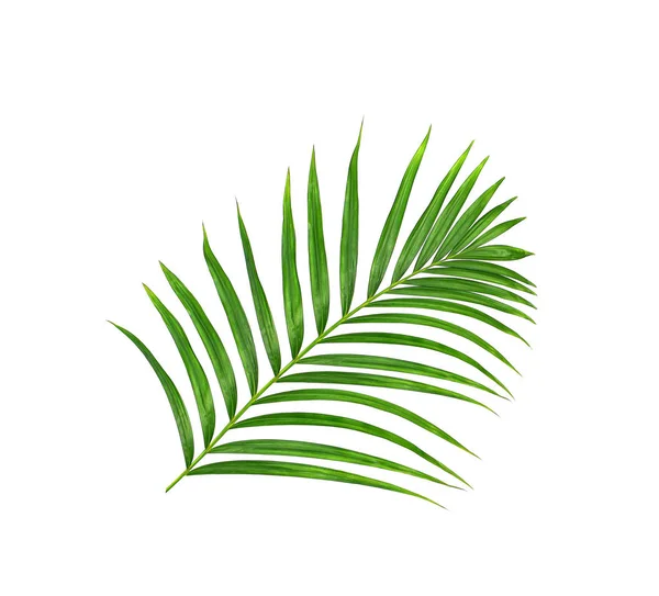 Palme Cocco Estate — Foto Stock