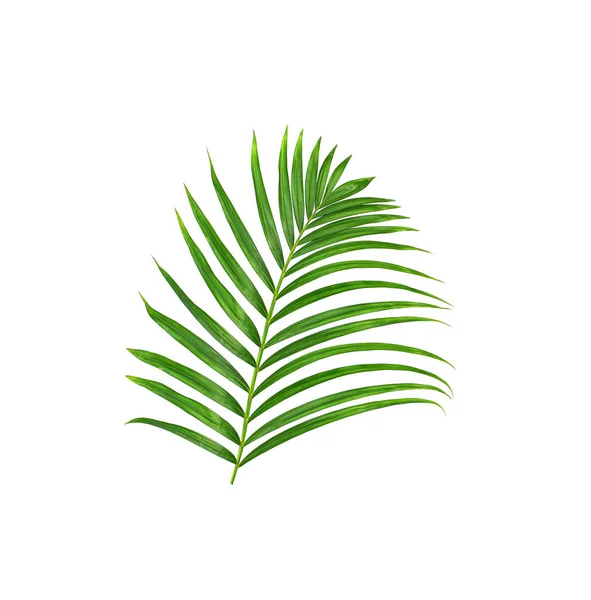 Green Leaves Palm Tree Isolated White Background — Stock Photo, Image