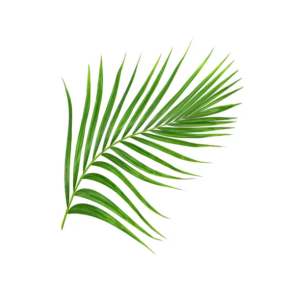 Зеленые Листья Пальмы Белом Фоне — стоковое фото