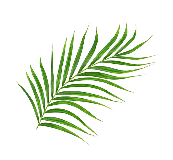 Beyaz arkaplanda izole edilmiş yeşil palmiye yaprakları