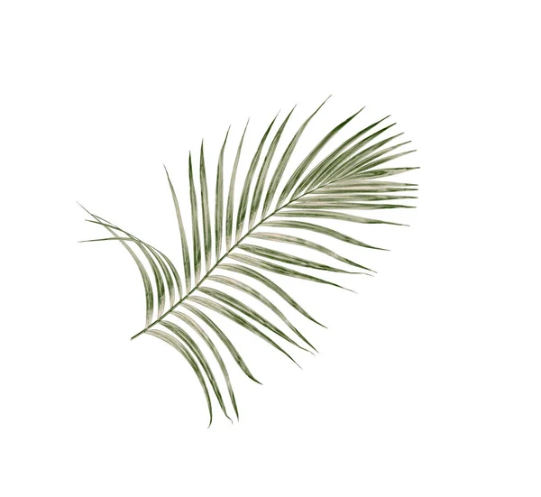 Green Leaves Palm Tree Isolated White Background — Stock Photo, Image