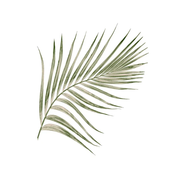 Green Leaves Palm Tree Isolated White Background — Stock Photo, Image