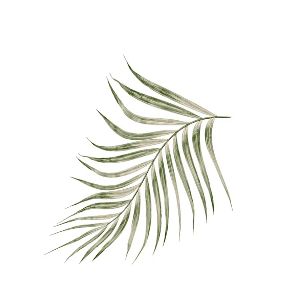 Grüne Blätter Der Palme Isoliert Auf Weißem Hintergrund — Stockfoto