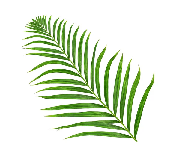 Beyaz arkaplanda izole edilmiş yeşil palmiye yaprakları