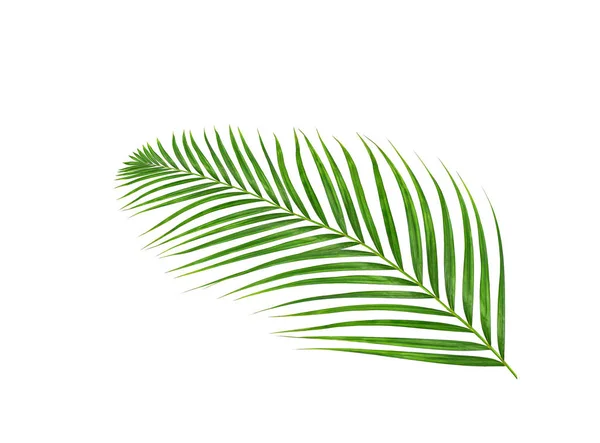 Foglie Verdi Palma Isolate Sfondo Bianco — Foto Stock