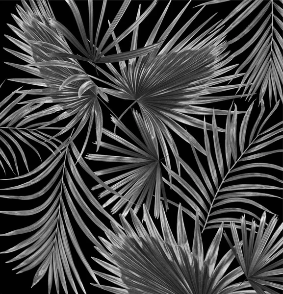 palmiye ağaç arka plan siyah yaprakları