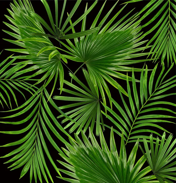 Beyaz arkaplanda yeşil palmiye yaprakları