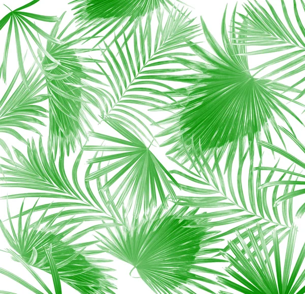 Feuilles Vertes Palmier Sur Fond Blanc — Photo