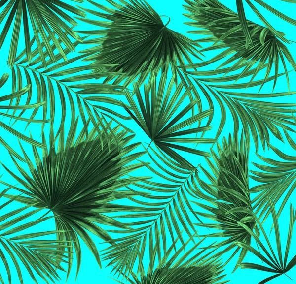 Zelené Listy Palmy Pozadí — Stock fotografie
