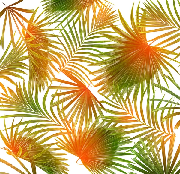 Beyaz arkaplanda yeşil palmiye yaprakları