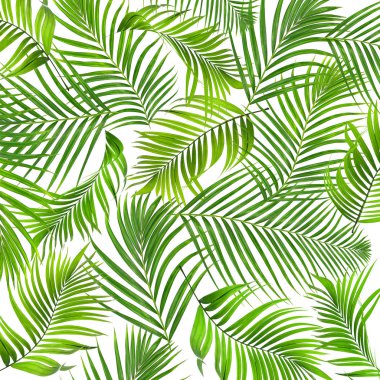 Beyaz arkaplanda yeşil palmiye yaprakları